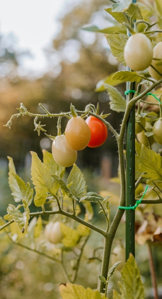 Garden/Farm Twist Ties