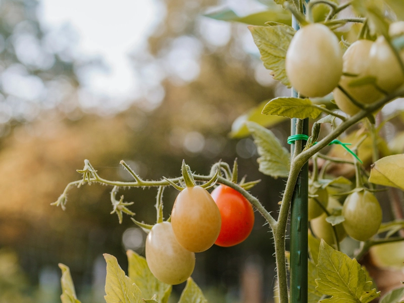 Garden/Farm Twist Ties